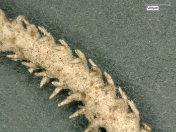 Media type: image; Invertebrate Zoology OPH-1498